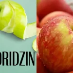 Oridzin